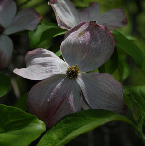 Dogwood blossom at the Meyers Falls Cemetery in Kettle Falls Washington